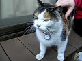 Dec. 31 2006, Tortoiseshell Cat Mi-chan part 2 Dec. 31 2006, Tortoiseshell Cat Mi-chan part 2
