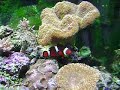 Clownfish Hosting