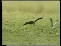 heli burtscher-filmmusik/kranichbalz heli burtscher-filmmusik/kranichbalz