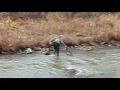 Steelhead, Erie PA 11-18-06 Walnut Creek
