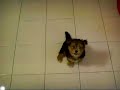 Teaching PoPo how to sit to the test..