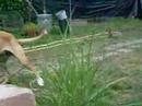 taba yara en de rest