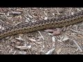 Large Snake at Quail Gardens in Encinitas, CA Large Snake at Quail Gardens in Encinitas, CA