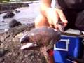 Eel Head