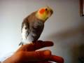 Cockatiel Performing Andy Griffith Show Theme