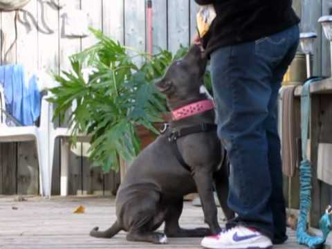 bandog