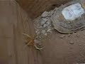 La araña más grande del mundo