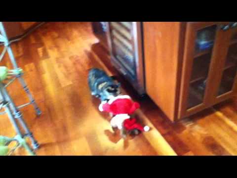 Un gatto che odia il Natale Un gatto che odia il Natale
