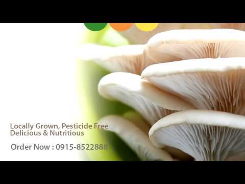 how to care oyster mushroom