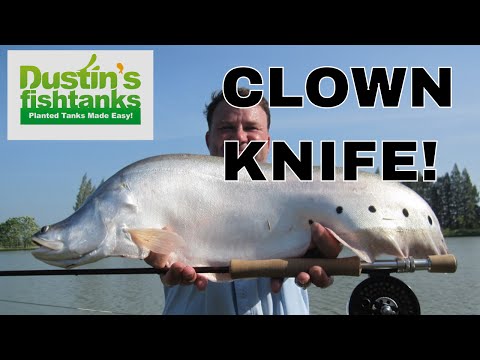 how to care knife fish