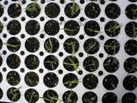 how to collect cedar seeds