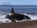 Two Orca or Killer whales versus Seals