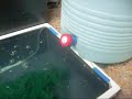 Koi Egg Incubator Koi Egg Incubator