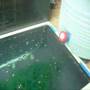 Koi Egg Incubator