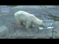 ホッキョクグマ