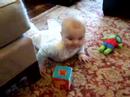 Crawlin Cooper