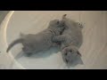 British Shorthair kittens