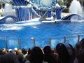 Sea World Dolphin Show