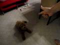 Poodle