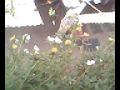 planta 9 horas planta 9 horas