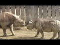 Rhinos at Play: Zuri Meets Her Big Sister Kibibi