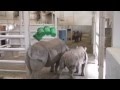 Rhinos at Play: Zuri Meets Her Big Sister Kibibi
