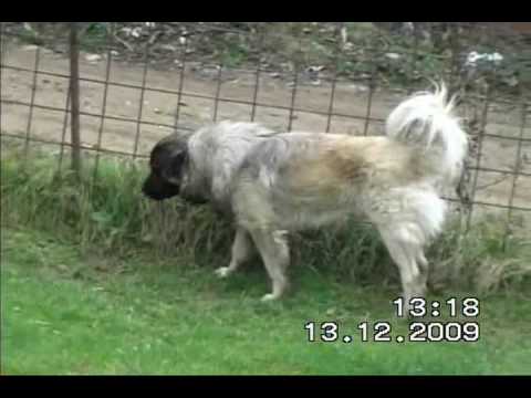 Qent+e+sharrit+ne+shitje