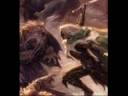 This is a video of a drow ranger named Drizzt Do'Urden who has forsakened his evil kin to live a life of good. He is featured as the main character ina series of books named the Legend of Drizzt. I am also thinking of using him as my force commander of my Space Marine Chapter because he was like the founder. Hence the Kinights of Do'Urden