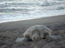 Hawai'i Episode 5