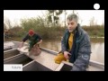 euronews futuris - Tagging the eel