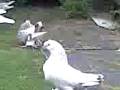 videos de taklaci,güvercin,murat,neuss