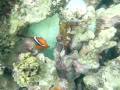 Clownfish clowning around