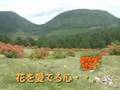 レンゲツツジ・魅惑のワルツ（ Fascination.）・夏の日の恋