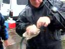 Garfish Garfish
