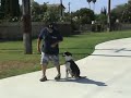 Chaz off leash obed 2.