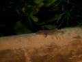 Star trek voyager animal guide