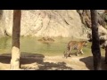 Tigers.MOV