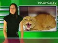 Felinos, cabras y peces estresados | Telurica 437