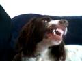 videos de My Dog Dosnt Like The Tweenies