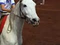 Linda Gama - Hipismo