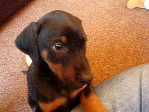 DOBERMANN