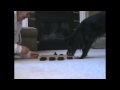 Nina Ottosson Dog Casino - Johann & Gracie Part 1