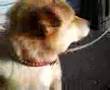近所の犬２