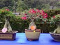 Pesta Flora Pulau Pinang #3