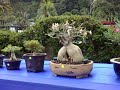 Pesta Flora Pulau Pinang #3