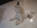 Westie Puppy Week 61 bone 3