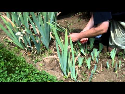 how to take care of irises