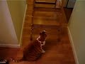 Fat cat climbing a ladder