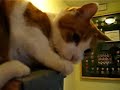 Fat cat climbing a ladder
