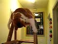 Fat cat climbing a ladder